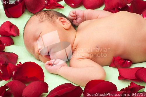 Image of Baby sleeping in flowers