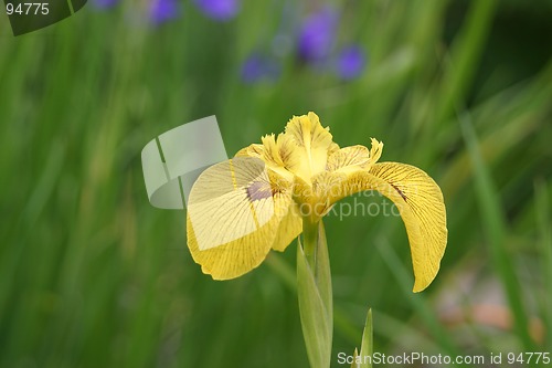 Image of Yellow iris