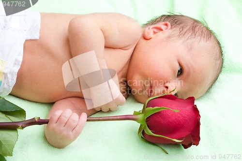 Image of newborn holding rose