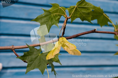Image of Maple branch