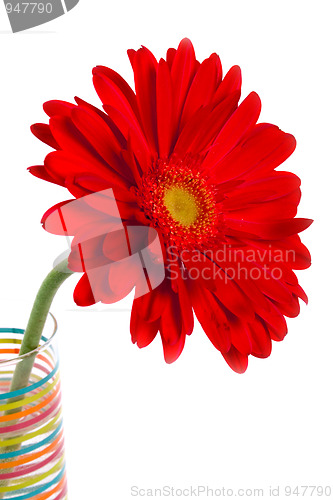 Image of red gerbera