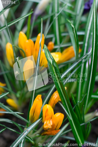 Image of yellow crocus