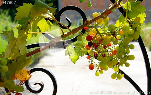 Image of Grapes cluster