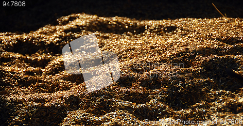 Image of Wheat background