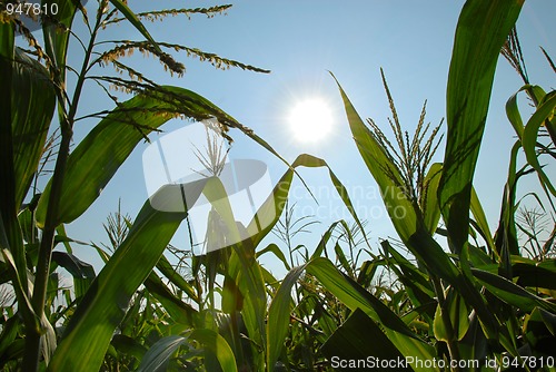 Image of Corn growing over blue sky