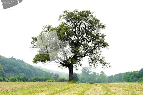 Image of Lonely tree on meadow