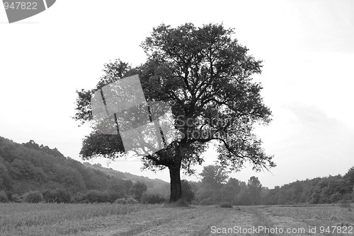 Image of Lonely tree on meadow