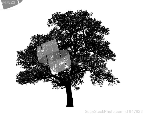 Image of Lonely tree isolated