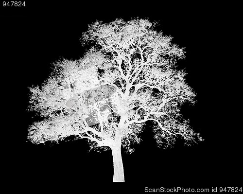 Image of Lonely tree isolated