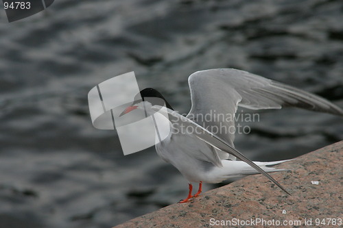 Image of Common tern