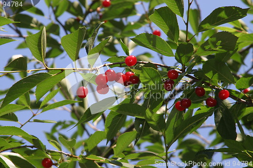 Image of Cherry tree