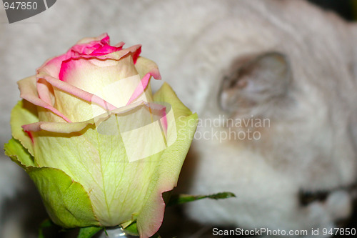 Image of cat and rose