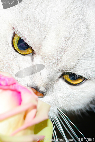 Image of cat and rose