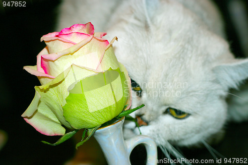 Image of cat and rose