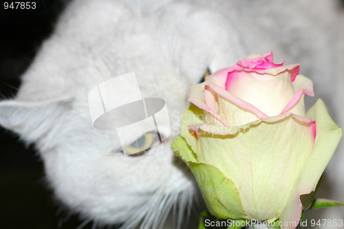 Image of cat and rose