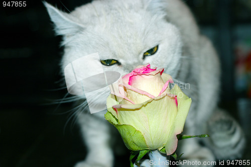 Image of cat and rose