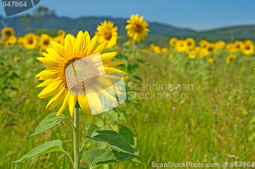 Image of Sunflower field with mountains on the horizon