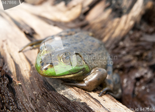 Image of Green frog on wood