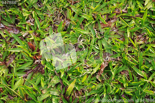 Image of green grass texture details