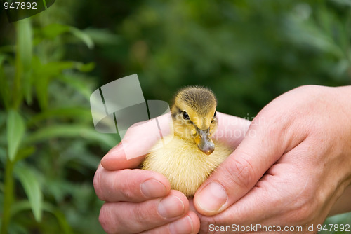 Image of baby chicks