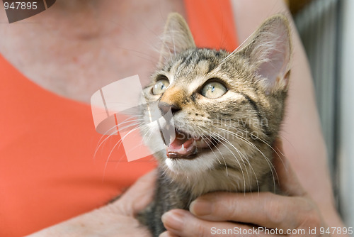 Image of kitten and senior