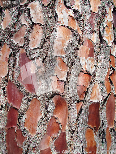 Image of Bark