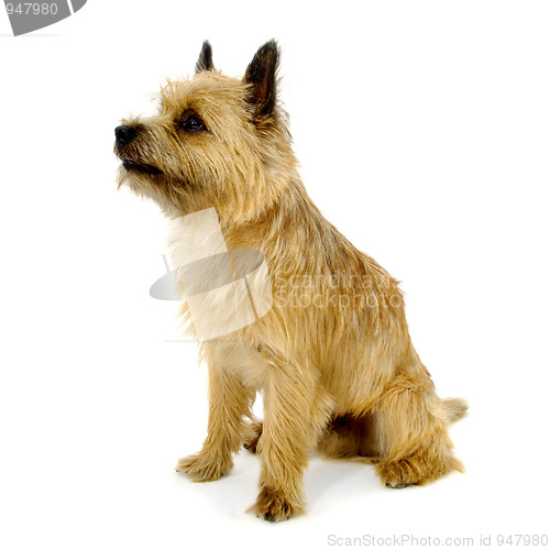 Image of Dog on white