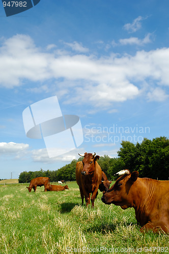 Image of Cows on green grass