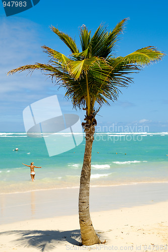 Image of Palm on beach