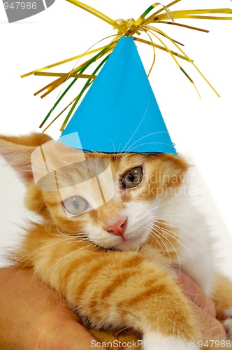 Image of Kitten with hat 