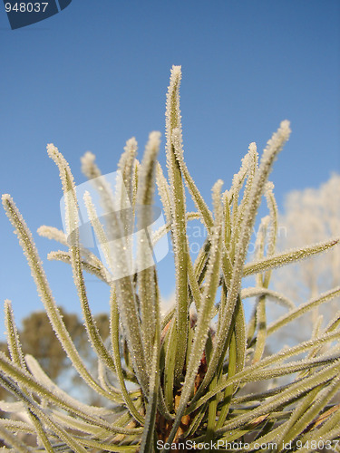 Image of Frost on Pine