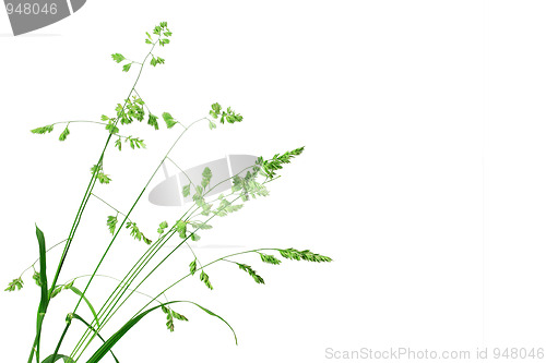 Image of White background with single branch of green grass