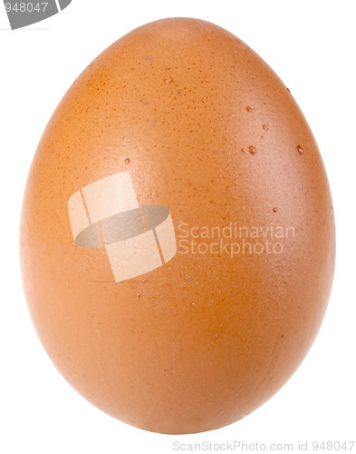 Image of Only single brown bird egg