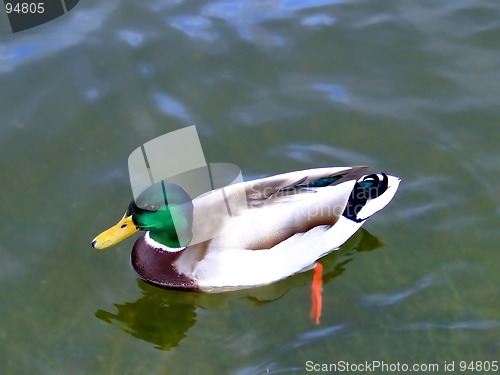 Image of Duck