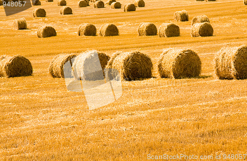 Image of Harvest of cereals