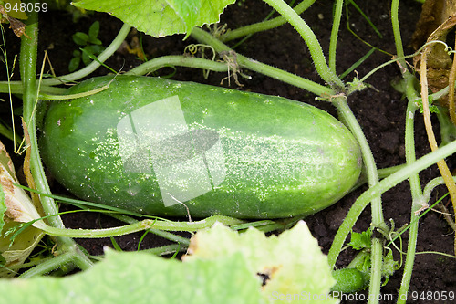 Image of Green cucumber