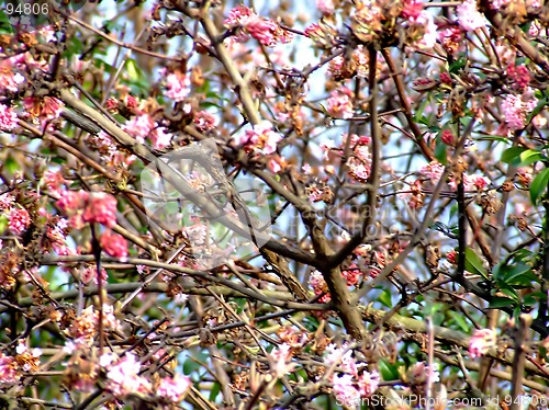 Image of Early cherry blossom