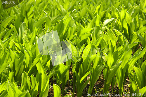 Image of leaves in the garden