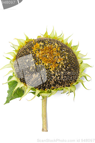 Image of Sunflower