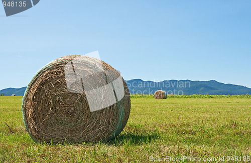 Image of Bale of hay in the summer field