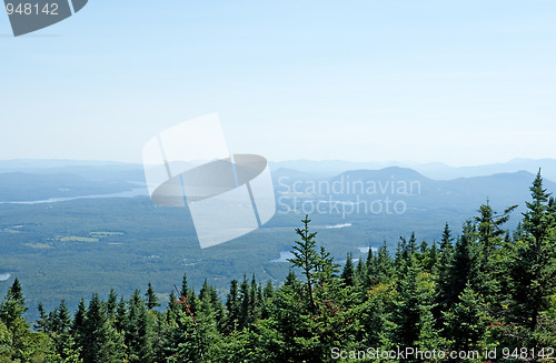 Image of Spruce forest and misty mountains