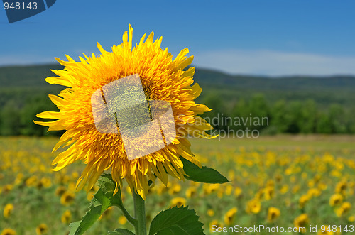 Image of Sunflower in the summer field