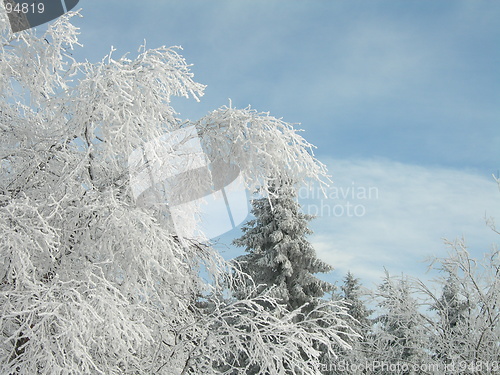 Image of Rime