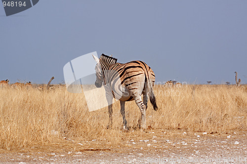 Image of Plains zebra (Equus quagga, formerly Equus burchelli)