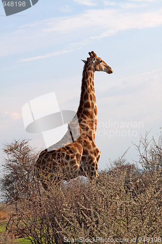 Image of Giraffe (Giraffa camelopardalis)