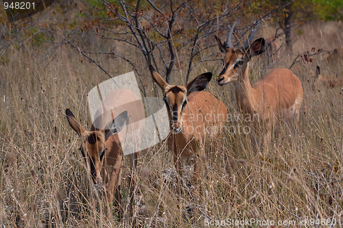 Image of Black-faced impalas (Aepyceros melampus)