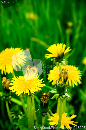 Image of dandelion flowers 