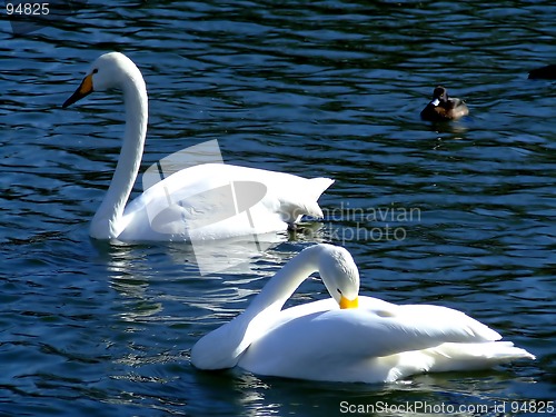 Image of Two swans