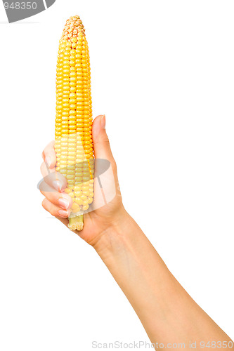 Image of Ear of corn