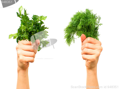 Image of Parsley and dill
